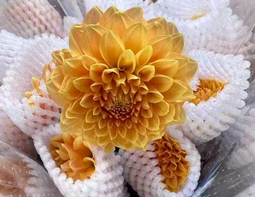 大丽花 | 浅色阳光橙 商品图0