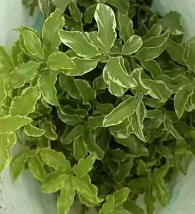 叶材 | 番樱桃叶