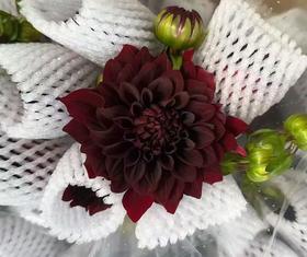 大丽花 | 可可豆