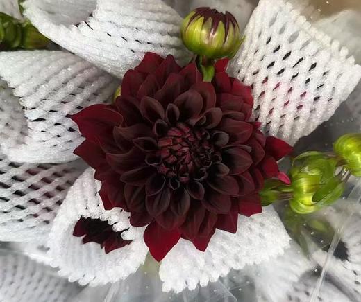 大丽花 | 可可豆 商品图0