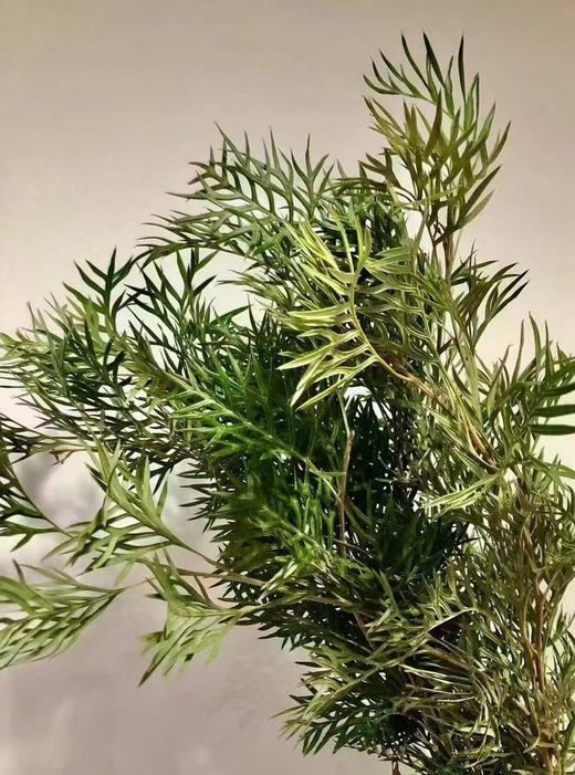 叶材 | 蕾丝叶 商品图0