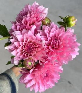 大丽花 | 粉石英