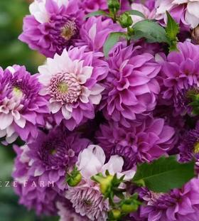 大丽花 | 新品双色