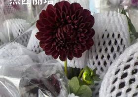 大丽花 | 杰西丽塔