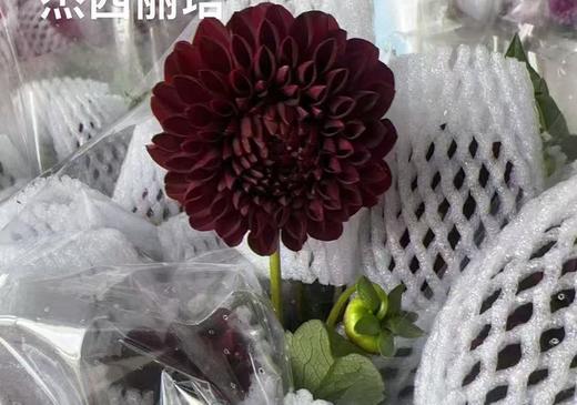 大丽花 | 杰西丽塔 商品图0