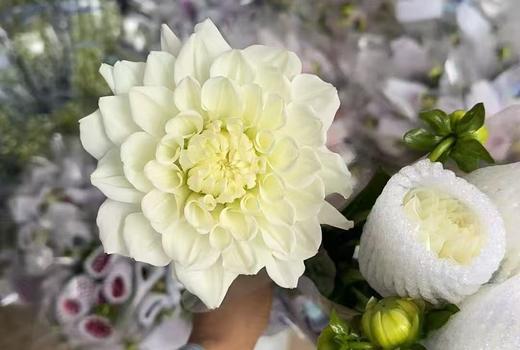 大丽花 | 白石英 商品图0