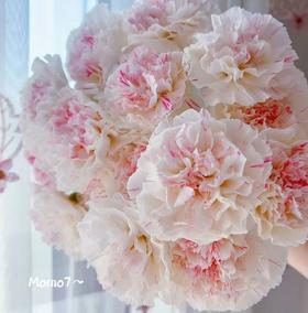 单头康乃馨 | 樱桃优香