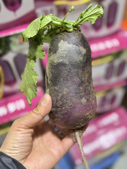 冰激凌水果萝卜 商品图4