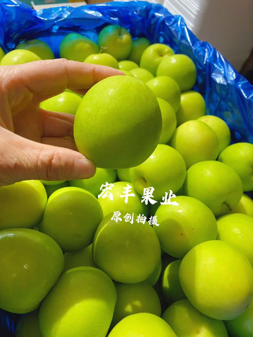 宏丰精选 牛奶枣 口感脆甜，水分充足  活动价9.9一斤 商品图5