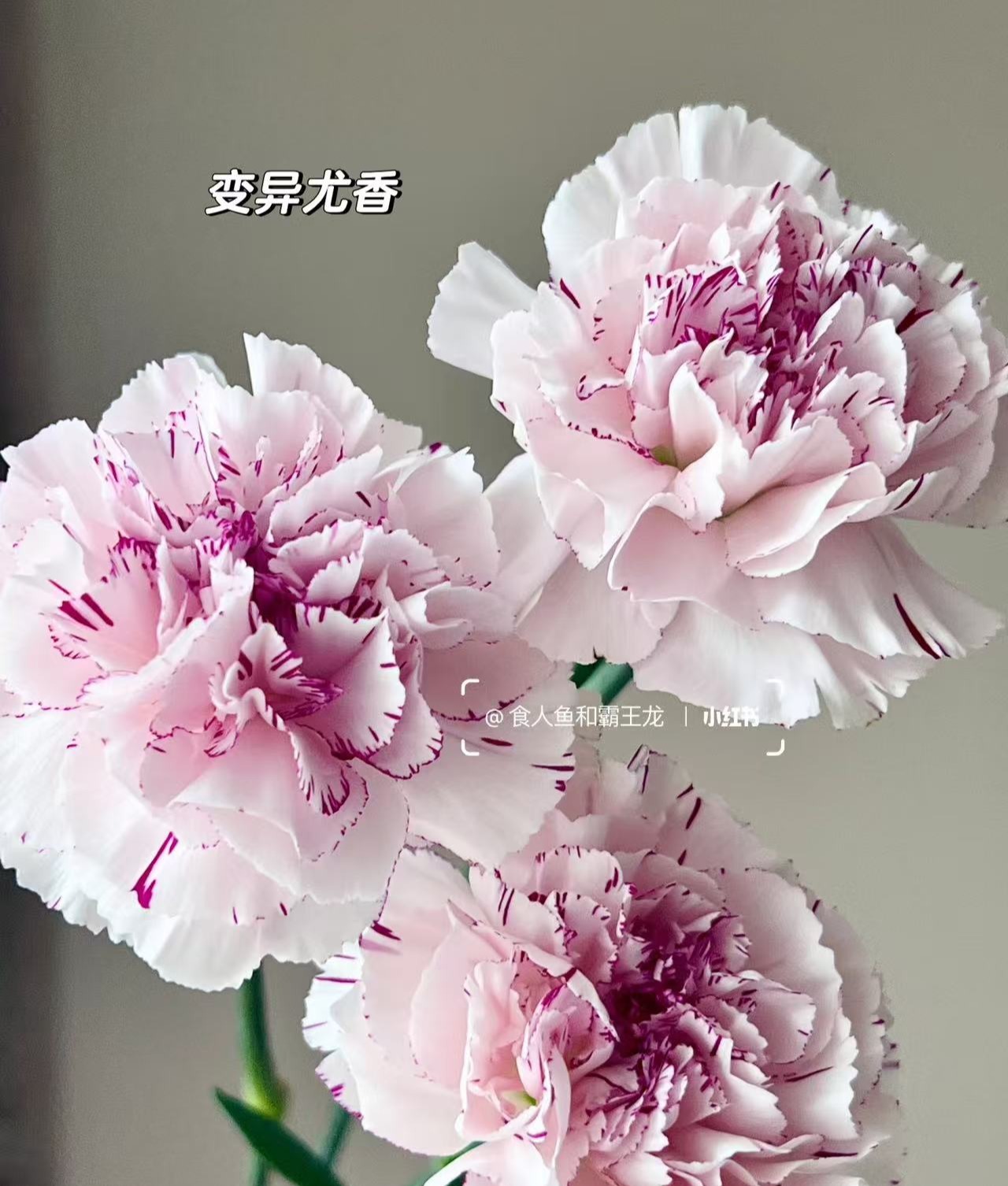 女神节预售单头康乃馨 | 变异优香【2月28日开始发货，请备注发货时间】