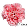 单头康乃馨 ｜ 棉花糖 商品缩略图0