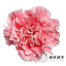 单头康乃馨 ｜ 棉花糖