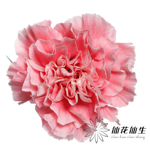 单头康乃馨 ｜ 棉花糖 商品图0