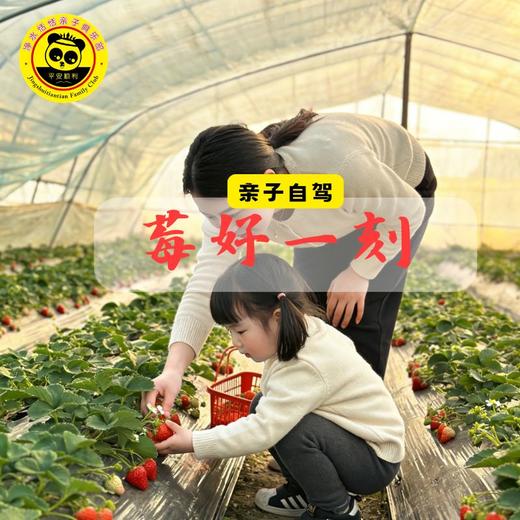 【亲子自驾】萌娃探莓园 小手种甜趣，幼龄宝贝新奇体验~摘莓 + 种莓双倍甜趣！ 商品图0
