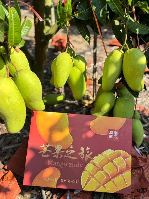 海南金煌芒高山老树老果8.5-9斤/礼盒适合送礼 商品图14