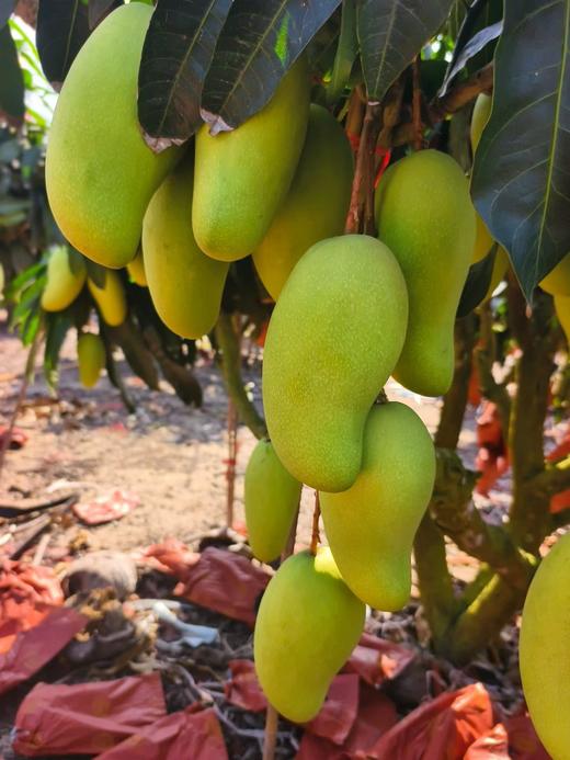 海南金煌芒高山老树老果8.5-9斤/礼盒适合送礼 商品图13