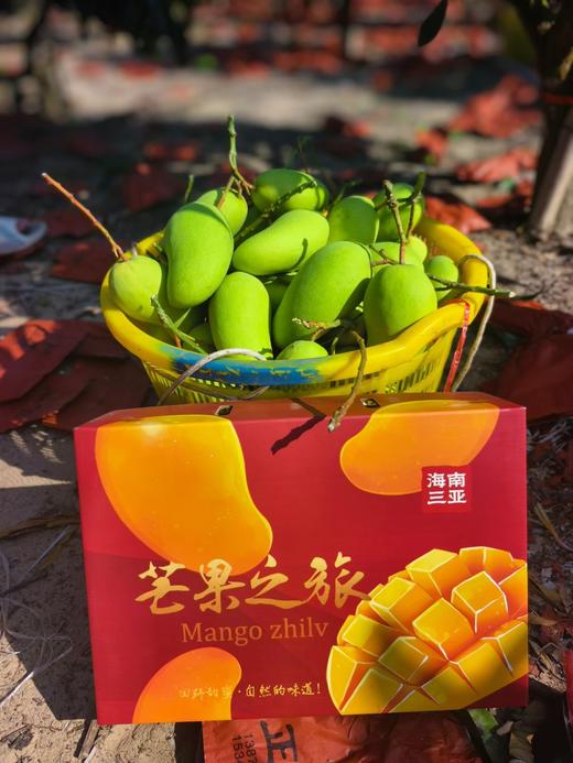 海南金煌芒高山老树老果8.5-9斤/礼盒适合送礼 商品图12