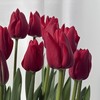 国产郁金香 | 法国之光 商品缩略图0