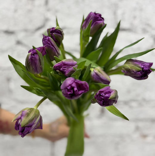 郁金香.葡萄慕斯（紫重瓣） 商品图0