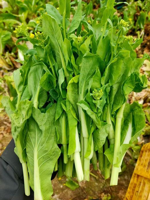 自己家种的白菜苔，1斤 商品图2