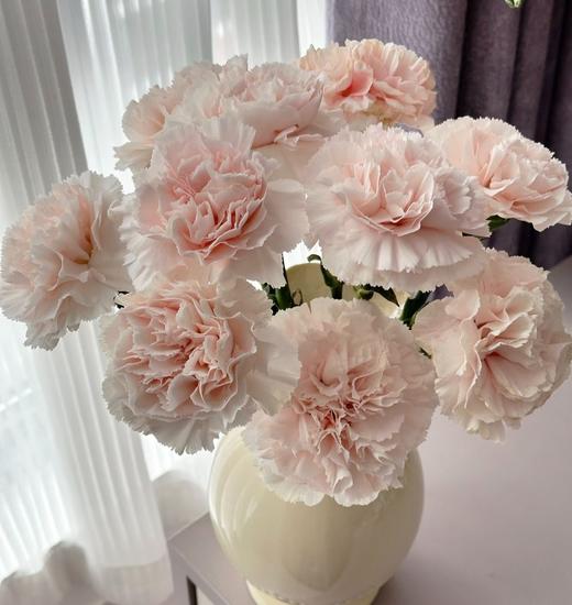 单头康乃馨 | 灰姑娘 商品图0