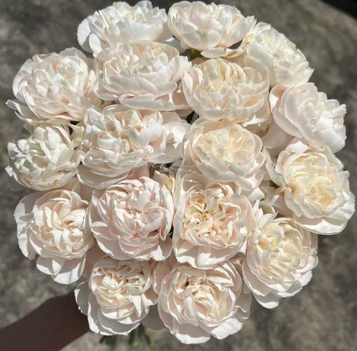 单康 | 羽依 商品图0