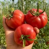 【普罗旺斯西红柿】沙瓤多汁 ！ 商品缩略图4
