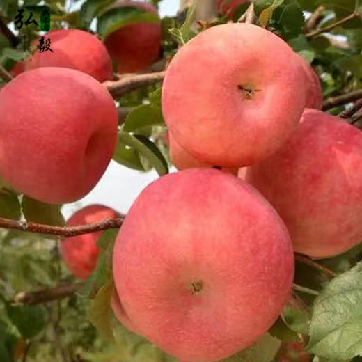 【弘毅六不用生态农场】六不用 弘毅苹果4斤/份 商品图2
