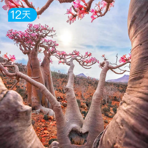 也门+索岛｜12日 逃离地球 也门+索科特拉岛 来到外星世界 商品图1