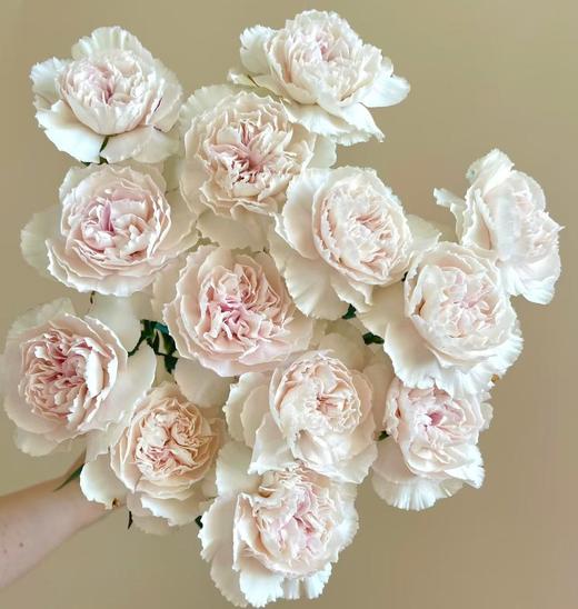 单头康乃馨 | 凯拉 商品图0