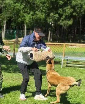 《工作犬少年驯导师》+与警犬并肩战斗+功勋犬纪念+互动科目展示