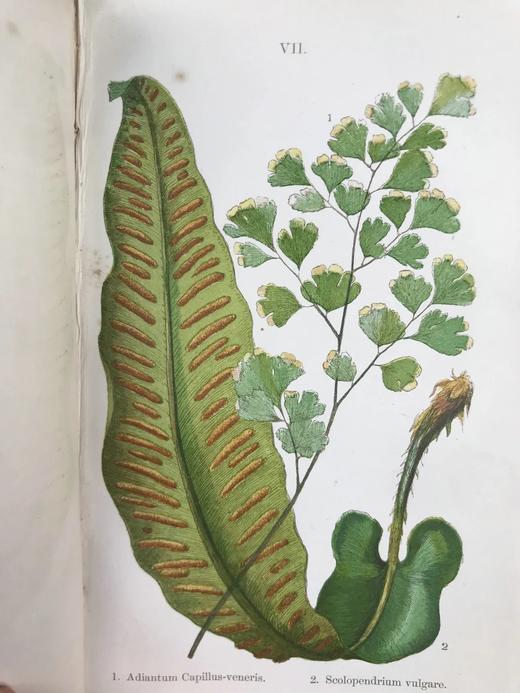 1861年 英国蕨类及其近缘植物 12幅套色版画插图 漆布精装36开 商品图10