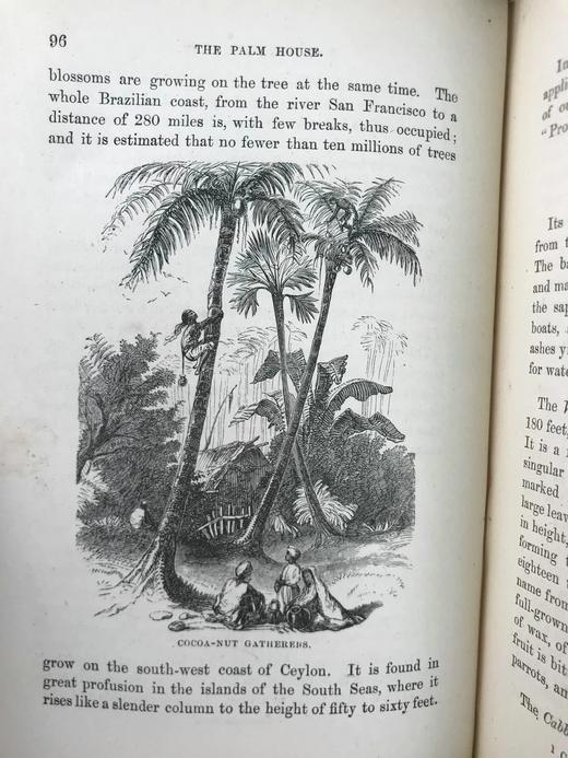 约19世纪后期 植物生命的美丽与奇观 数十幅版画插图 漆布精装36开 商品图13