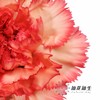 单头康乃馨 | 火焰 商品缩略图3
