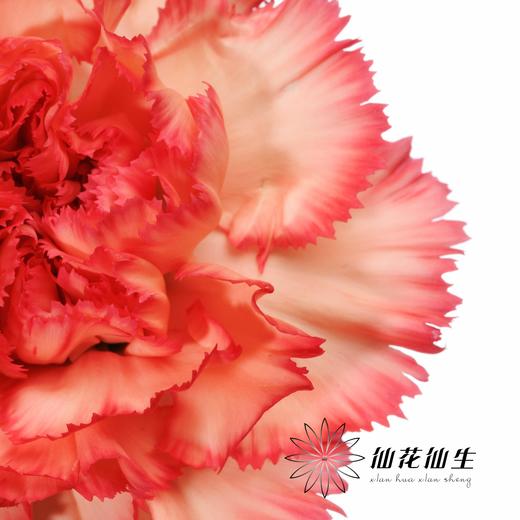 单头康乃馨 | 火焰 商品图3