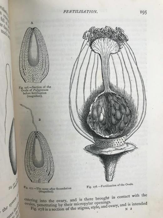 约19世纪后期 植物世界 476幅插图 全真皮精装32开 商品图11