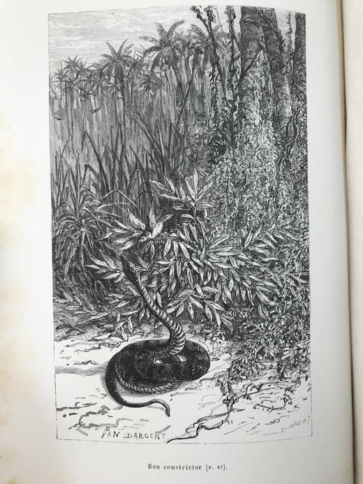 【法语】约19世纪后期 热带地区天文及自然科学研究 40幅版画插图  部分为彩色 真皮精装16开 商品图13