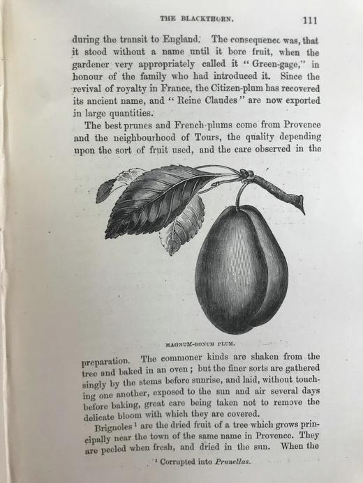 1886年 英国森林树木图鉴 百余幅插图 漆布精装32开 商品图5