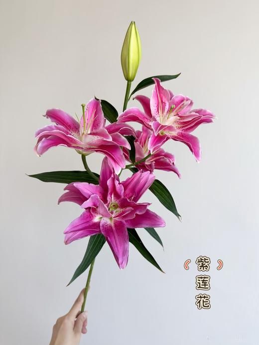 精品多头百合紫莲花3支 商品图1