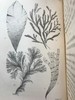 1853年 海洋植物学家：英国海藻研究入门 7页版画插图 真皮精装36开 商品缩略图9