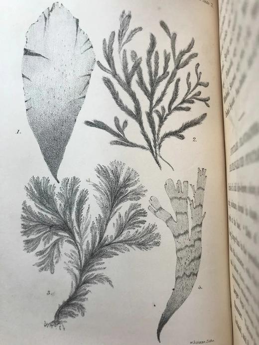 1853年 海洋植物学家：英国海藻研究入门 7页版画插图 真皮精装36开 商品图9