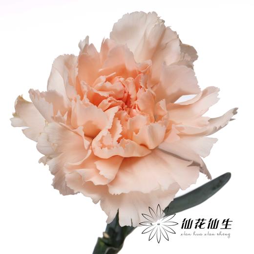 单头康乃馨 | 流光宜彩 商品图2