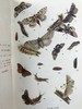 约20世纪早期 英国蝴蝶与蛾类图鉴 70页彩色插图 漆布精装大32开 商品缩略图4