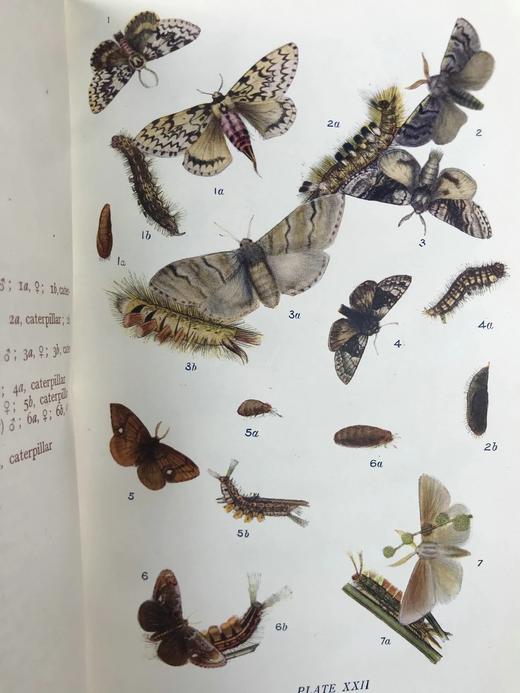 约20世纪早期 英国蝴蝶与蛾类图鉴 70页彩色插图 漆布精装大32开 商品图4