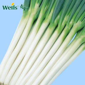 「专业种子」惠和八号 大葱杂交种子 耐涝、耐寒性突出，适合越冬收获