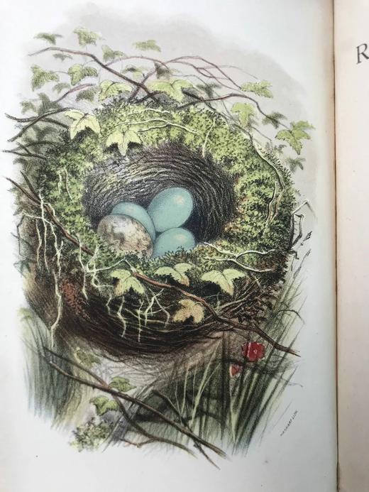 1882年 乡村鸟类生活 数十幅木版画插图 漆布精装32开 商品图2