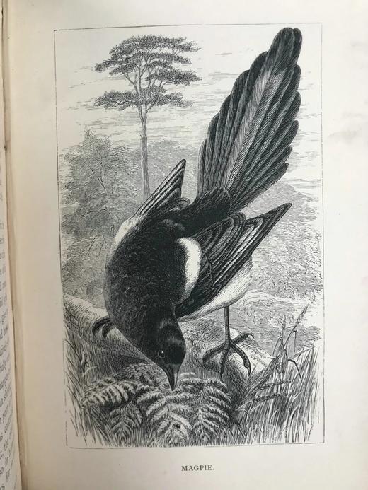 1882年 乡村鸟类生活 数十幅木版画插图 漆布精装32开 商品图5