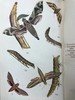 约20世纪早期 英国蝴蝶与蛾类图鉴 70页彩色插图 漆布精装大32开 商品缩略图10