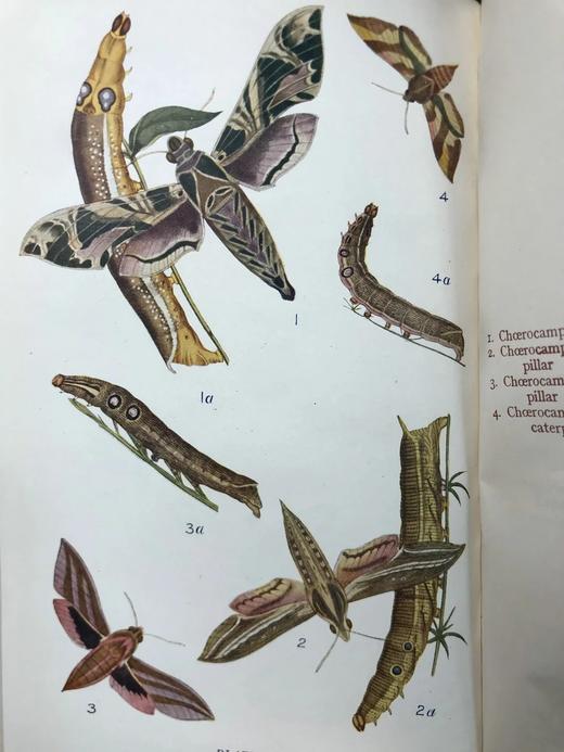 约20世纪早期 英国蝴蝶与蛾类图鉴 70页彩色插图 漆布精装大32开 商品图10