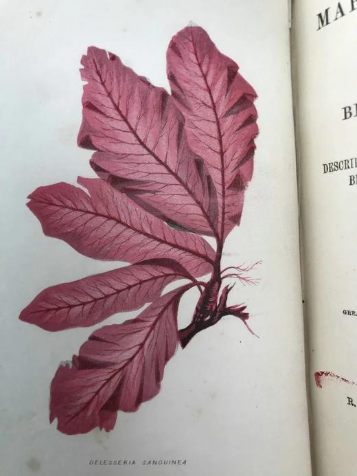 1853年 海洋植物学家：英国海藻研究入门 7页版画插图 真皮精装36开 商品图2